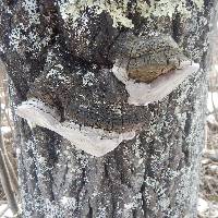 Phellinus tremulae image