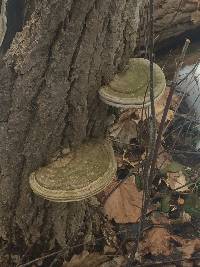 Ganoderma applanatum image