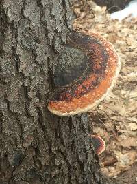 Fomitopsis pinicola image