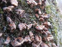 Trametes versicolor image