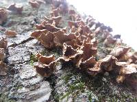 Trametes versicolor image