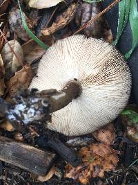 Pluteus atromarginatus image