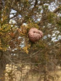 Gymnosporangium juniperi-virginianae image