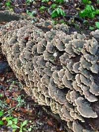 Trametes versicolor image