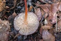 Marasmius elegans image