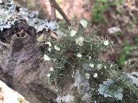 Usnea strigosa image