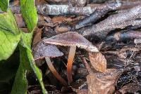 Marasmius elegans image