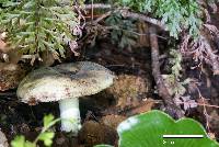 Russula umerensis image