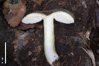 Russula umerensis image