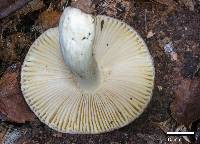 Russula umerensis image