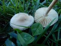 Marasmius oreades image