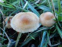 Marasmius oreades image