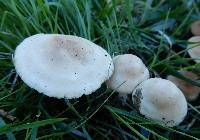 Marasmius oreades image