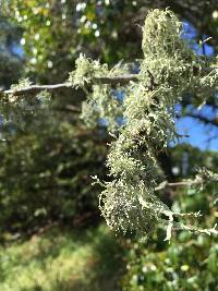 Ramalina subleptocarpha image