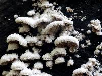 Schizophyllum commune image