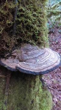 Ganoderma applanatum image