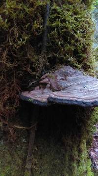 Ganoderma applanatum image