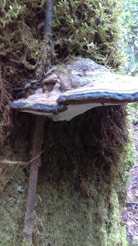 Ganoderma applanatum image