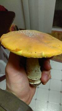 Amanita aprica image