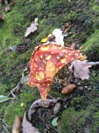 Amanita muscaria image