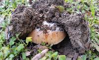 Amanita velosa image