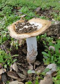 Amanita velosa image