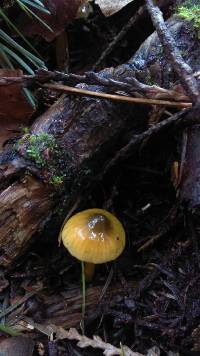 Hygrocybe psittacina var. psittacina image