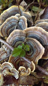 Trametes versicolor image