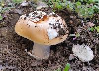 Amanita velosa image