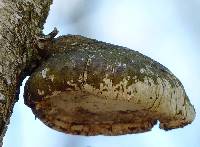 Piptoporus betulinus image