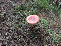 Amanita muscaria image