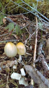 Coprinellus micaceus image