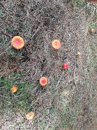 Amanita muscaria image