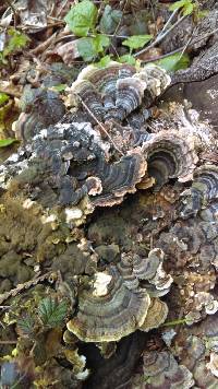 Trametes versicolor image