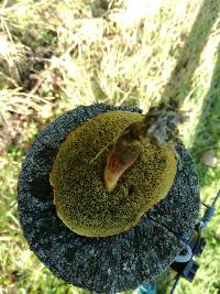 Boletus ripariellus image