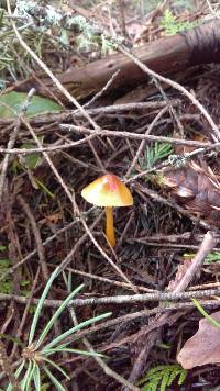 Hygrocybe psittacina var. psittacina image