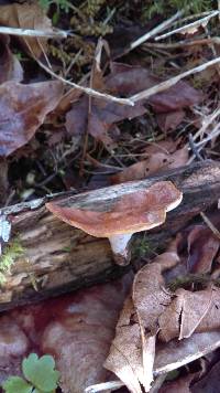 Polyporus varius image