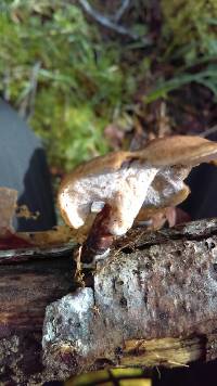 Polyporus varius image