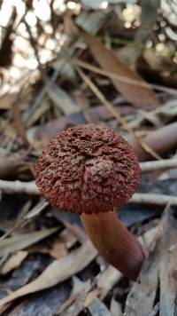 Boletellus emodensis image