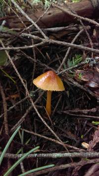 Hygrocybe psittacina var. psittacina image