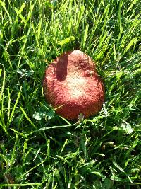 Boletus ripariellus image