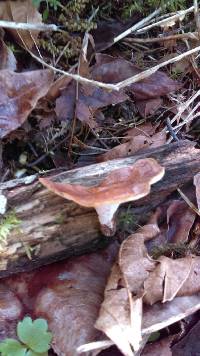 Polyporus varius image