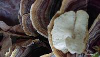 Trametes versicolor image