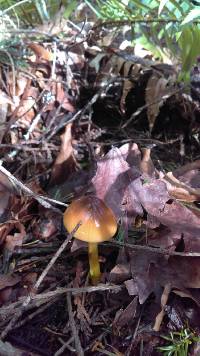 Hygrocybe psittacina var. psittacina image