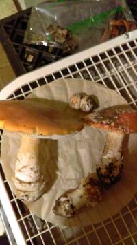 Amanita aprica image