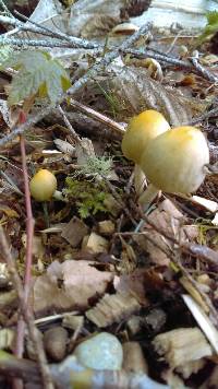 Coprinellus micaceus image