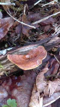 Polyporus varius image