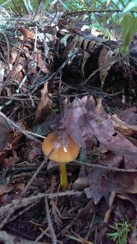 Hygrocybe psittacina var. psittacina image