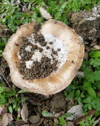 Amanita velosa image