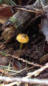 Hygrocybe psittacina var. psittacina image